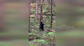 Bear rises from slumber to scratch her back on a tree