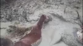 Four horses trapped in muddy pit rescued in Dagestan