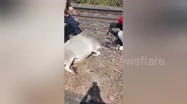 Kind locals treat cow hit by train in India