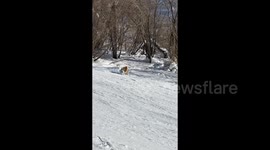 Wild fox steals and runs off with skier's pole in China