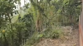 Tourist clattered by train while taking selfie but survives