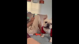Pet French bulldog pesters man on sofa for walkies