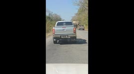 Hungry eephant stops truck to make off with snacks