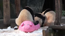 China: Giant Pandas Play in The Snow at Chongqing Zoo