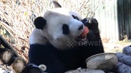 China: Giant Panda Fuxing Eats at The Beijing Zoo