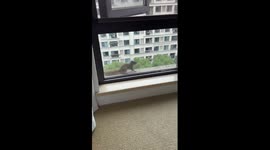 Cat and squirrel share friendly encounter in China