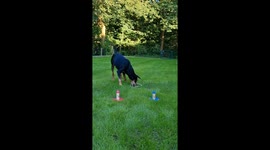 Clever Dog Sorts Toys By Color