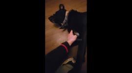 Forming an Itchy Scratchy train with my dogs Archer and Juniper. 2 scratches for 1!