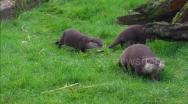 UK: Three Endangered Asian Short-Clawed Otter Pups Born at Woburn Safari Park