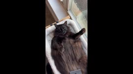 Exclusive- Maine Coon melts hearts during grooming session, racking up 10 million TikTok views