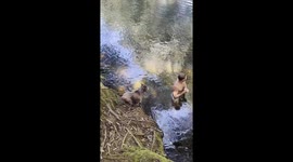 Elderly Dog Is No Longer Buoyant