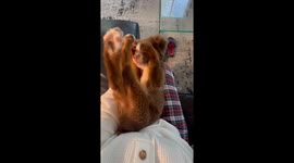 Puppy Discovers His Toes