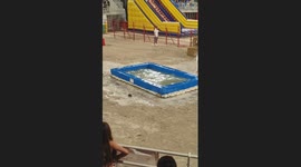 Bull charges during toro-piscine event as participants struggle to control it in Lunel, France