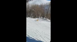 Fox steals ski pole in snowy mountain in Xinjiang, China