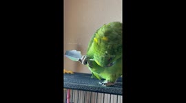Pet parrot scratches its head with feather in California, USA
