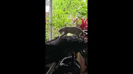 Pet cat struggles to rest on motorcycle seat due to anti-climb mat in Manjoi, Ipoh, Perak, Malaysia