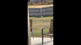 Dog climbs fence to look out in San Antonio, Texas
