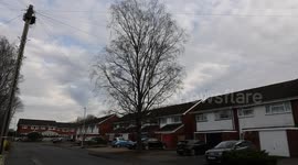 Residents fear 100ft tree will crush their homes but council refuse to cut it down
