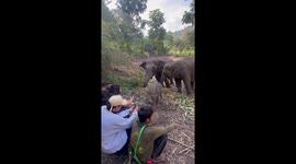 Baby elephant tenderly lies down on human for a nap
