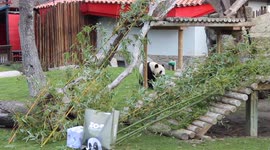 Festivities underway at Madrid Zoo as pandas given Christmas presents to unwrap