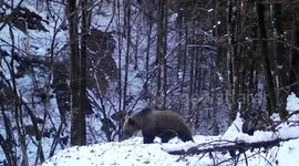 Curious bear mum sniffs wildlife camera while roaming around snowy forest with cubs