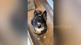 Adorable dog with wonky face compared to Picasso masterpiece