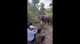 Baby elephant tenderly lies down on human for a nap
