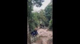 Wild elephant walks by tourists hiking in Thailand