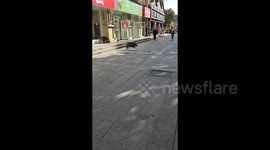 Five wild boars run wild through streets of Chinese city, spreading panic