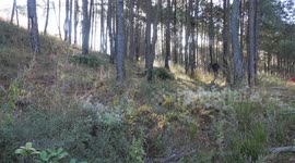 Edible fungi industry promotes rural revitalization in SW China