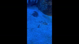 Sea creature pokes its head out of sand