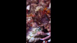 Crab Camouflages With Carried Sea Anemones