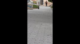 Cat Struts for the Camera