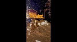 Goldendoodle Gang Gather In The Snow