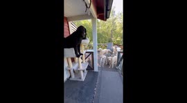 When Your Dog Is Raised by Cats