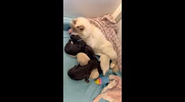 Cat Acts As Puppy Stepfather