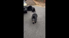 Three Bears Search Car For Thanksgiving Treats
