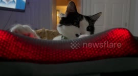 Cat Gets A Paw Massage