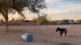 Dog Rides on Jumping Mini Horse's Back