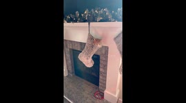 Orange Cat Sleeps Peacefully in a Christmas Stocking