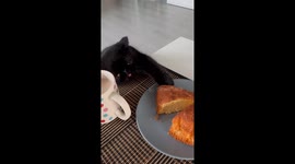 Hungry Derp Begs For Cake