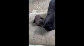Mama Bear and Cubs Rub Themselves in Bath Oil