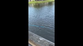 Florida Alligator life… boy catches alligator!