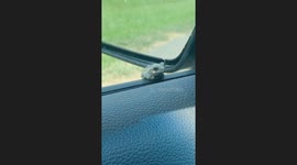 Woman Rescues Frog on Her Car Window
