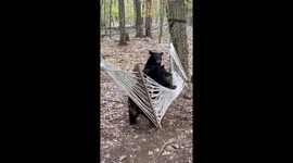 Bear Cubs Wrestle Over Hammock Rights