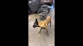 Belgian Malinois Havoc Wants to Go to the Store