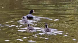 Mother Duck with Ducklings, diving for food, Eurasian coot, crime lake