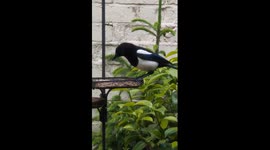 Magpie eating seed and then flying away