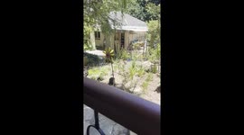 hummingbird in flight sucking flower nectar