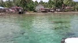 Crocodile emerges holding woman, 46, in its jaws after horror attack in Indonesia